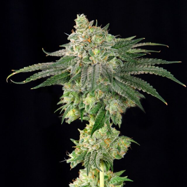 3 Kings Feminized Seeds