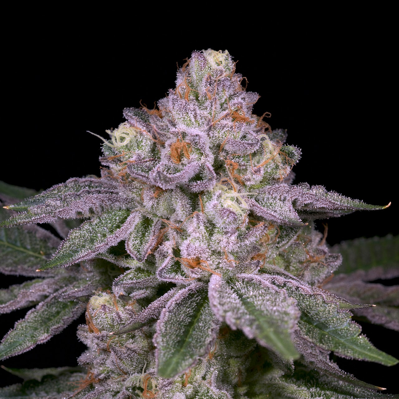 Buy Adios MF Feminized Seeds by Premium Cultivars in America - Stellar ...