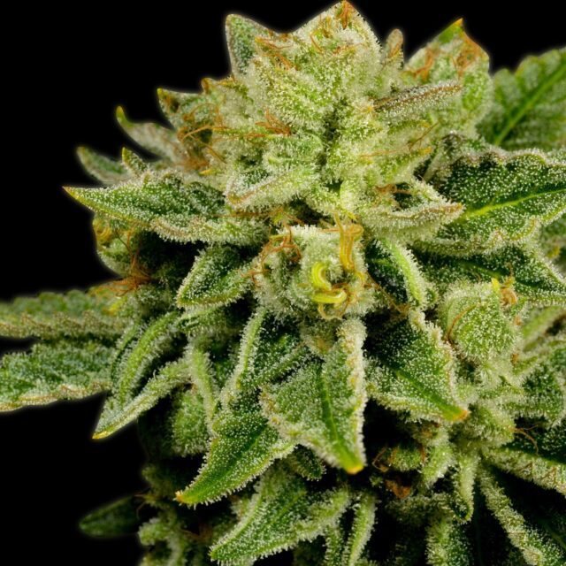 Afghan Kush Feminized Seeds