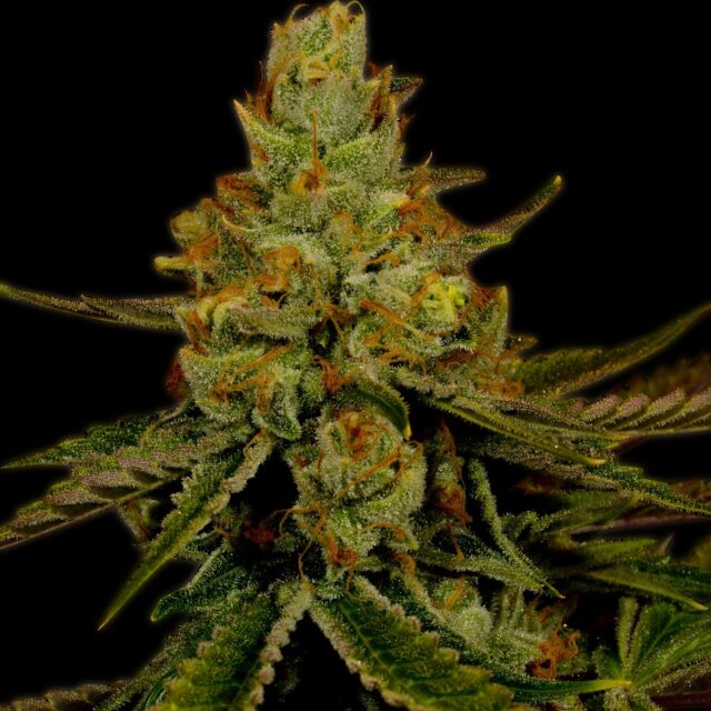 Agent Orange Feminized Seeds