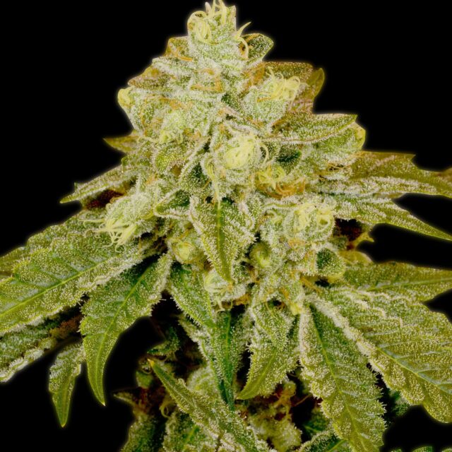 Alien OG Feminized Seeds