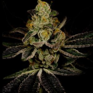 Amnesia Haze Feminized Seeds