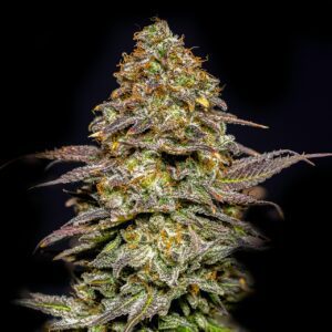 Animal Cookies Feminized Seeds