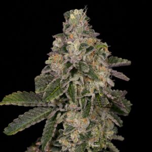 Animal Face Feminized Seeds