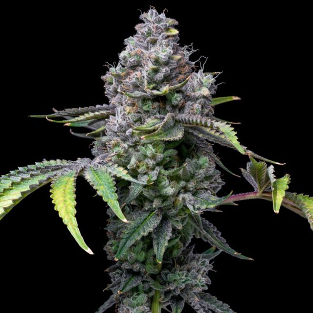 Apple Fritter Feminized Seeds