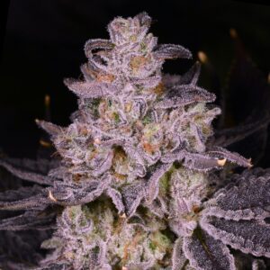 Apple Tartz Feminized Seeds