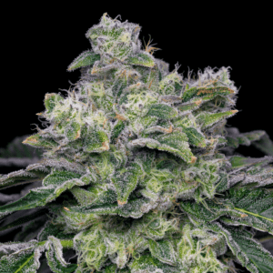 Atomic Apple Feminized Seeds