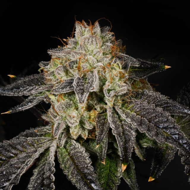 Bacio Gelato Feminized Seeds