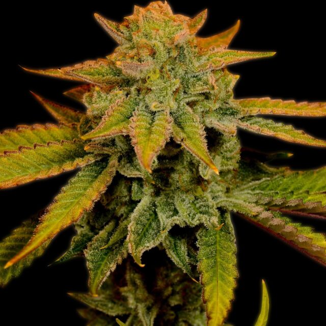 Banana Kush Feminized Seeds