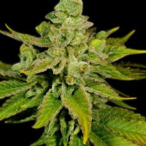 Banana Punch Feminized Seeds