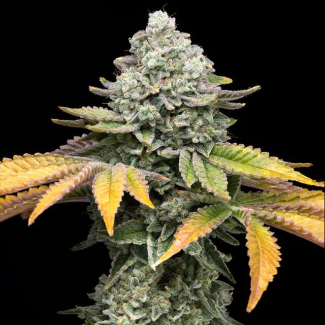 Banana Runtz Feminized Seeds