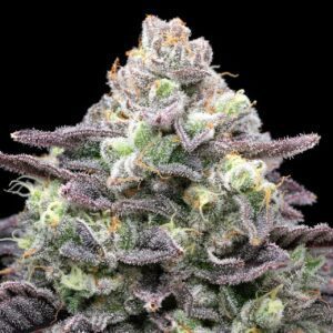 Berry Pie Feminized Seeds