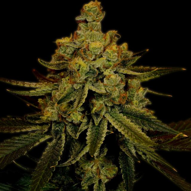 Big Bud Feminized Seeds