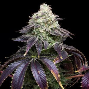 Biscotti Feminized Seeds