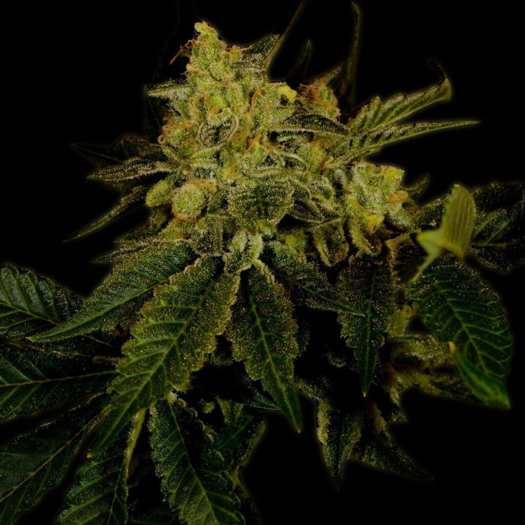 Dodomina Black 2.0 (fem) main image 1