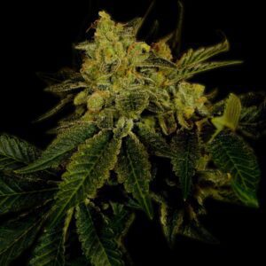 Black Domina Feminized Seeds