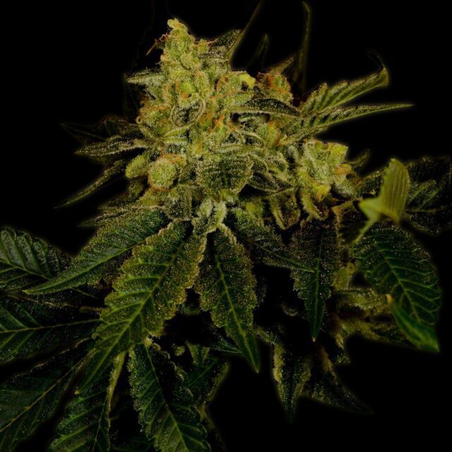 Black Domina Feminized Seeds