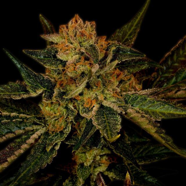 Black Jack Feminized Seeds