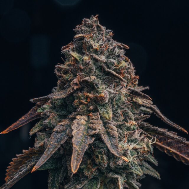 Black Runtz Feminized Seeds