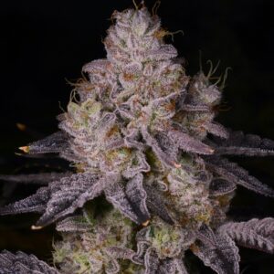 Black Truffle Feminized Seeds