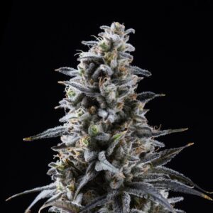 Blackberry Kush Feminized Seeds