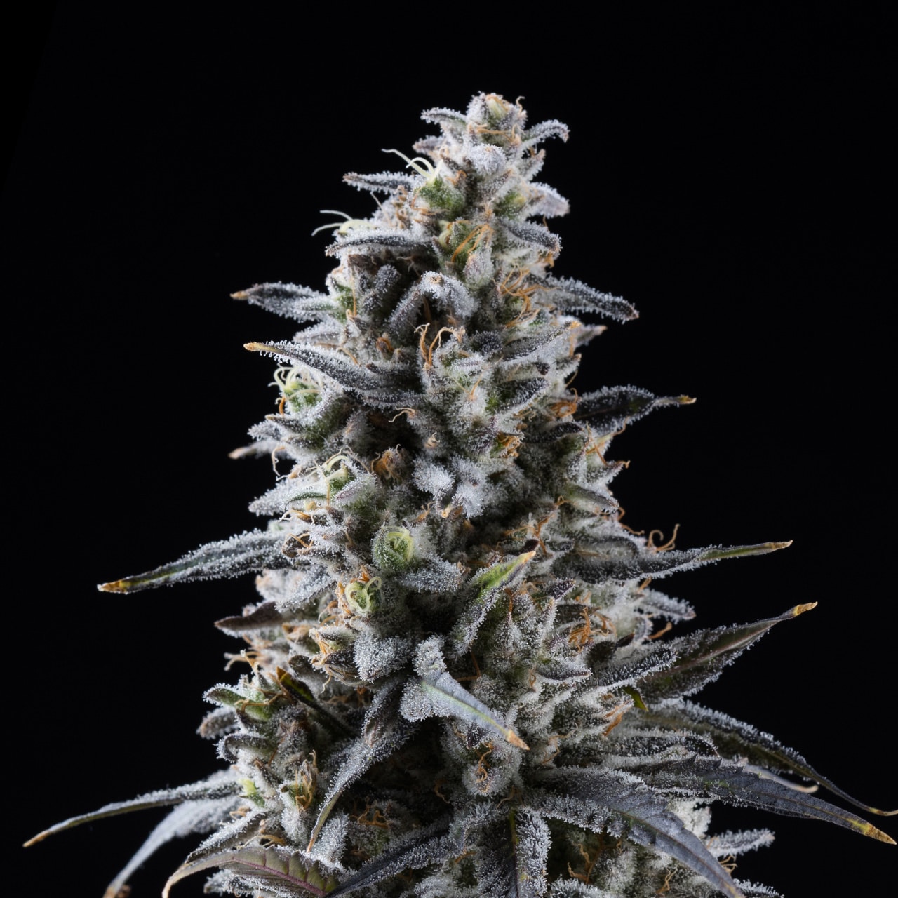 Blackberry Kush Feminized Seeds