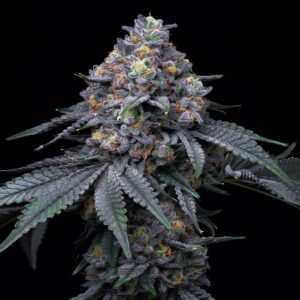 Blackberry Moonrocks Feminized Seeds