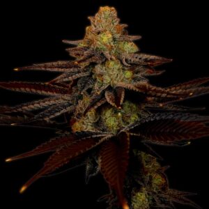 Blue Cheese Autoflowering Seeds