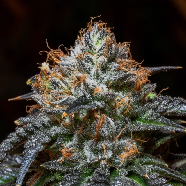 Blue Cookies Feminized Seeds