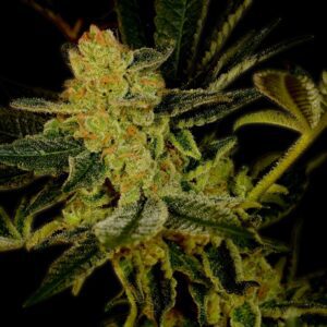 Blue Dream Feminized Seeds