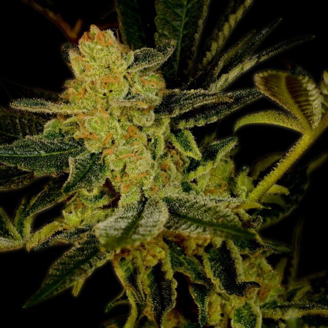 Blue Dream Feminized Seeds