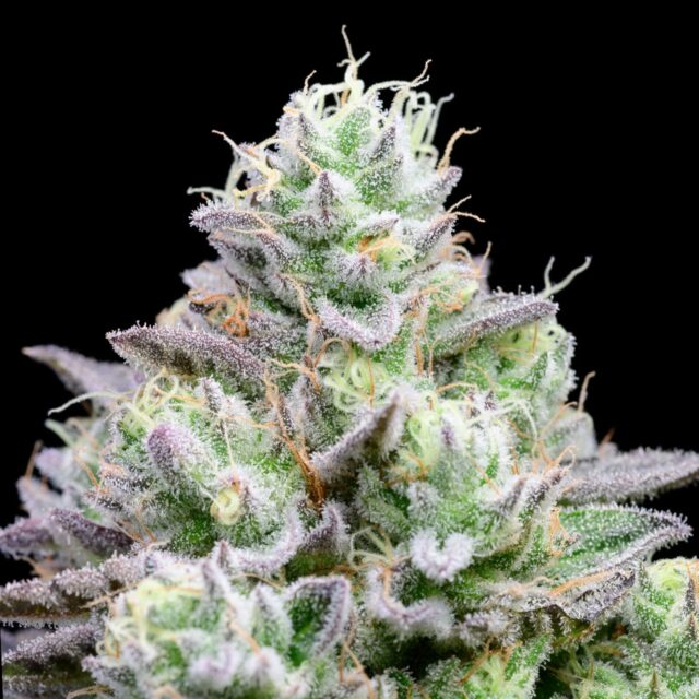 Blue Zushi Feminized Seeds