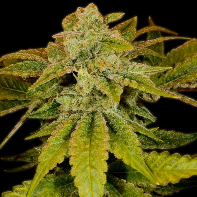 Blueberry Headband Feminized Seeds