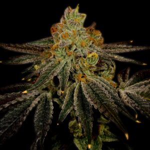 Blueberry Kush Feminized Seeds