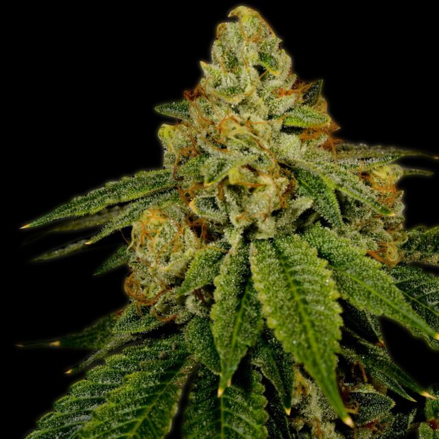 Bruce Banner Feminized Seeds