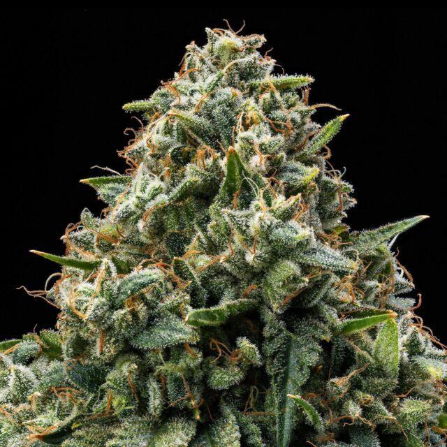 Bubba Kush Feminized Seeds