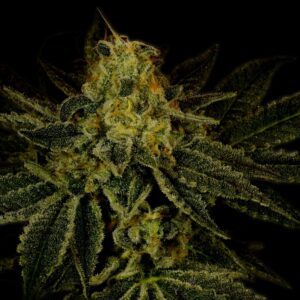 Bubble Gum Feminized Seeds