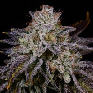 Bubblegum Popperz Feminized Seeds