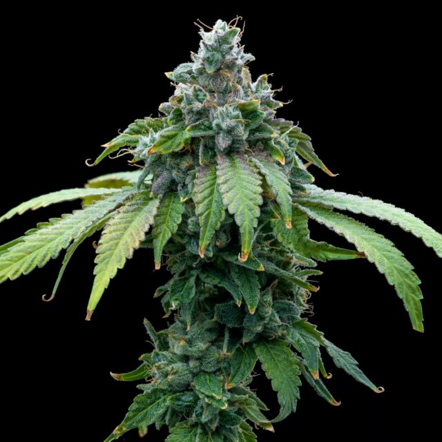 Cafe Racer Feminized Seeds