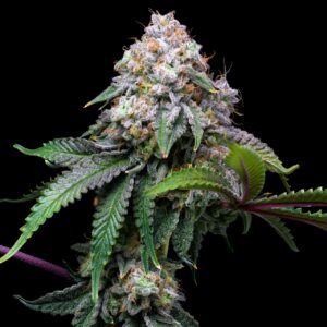 Cake Batter Feminized Seeds