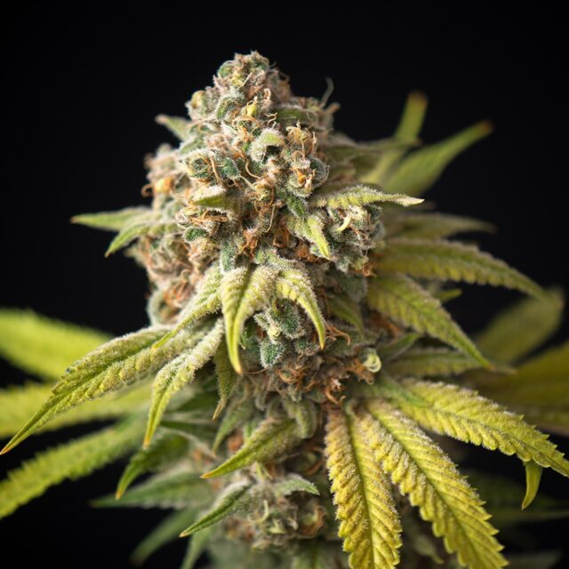 Cake Crasher Feminized Seeds