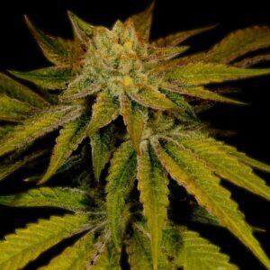 Cali Kush Feminized Seeds