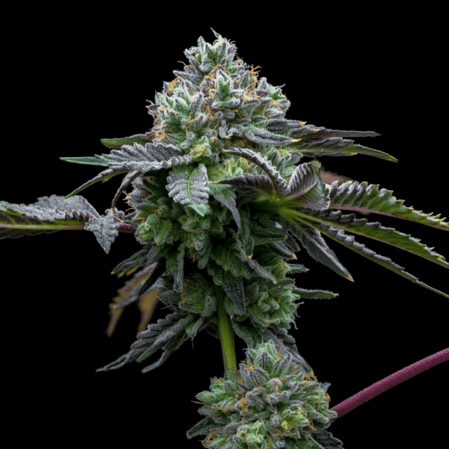 Candy Rain Feminized Seeds