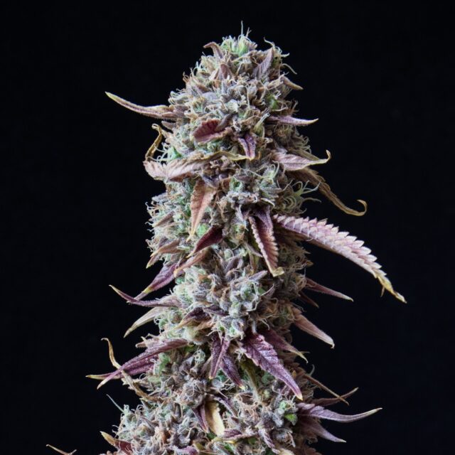 Candyland Feminized Seeds