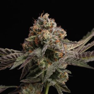 Cheetah Piss Feminized Seeds