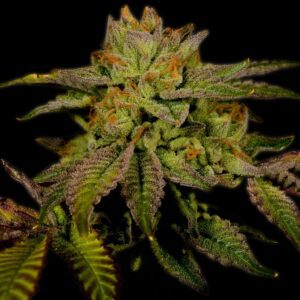 Cherry Pie Autoflowering Seeds