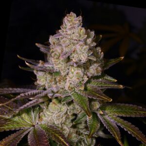 Cherry Pie Feminized Seeds