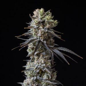 Cherry Popperz Feminized Seeds