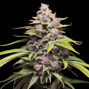 Cherry Punch Feminized Seeds