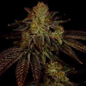 Chocolope Feminized Seeds